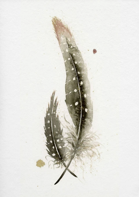 Image of a feather watercolor painting by Shayna Larsen, originals & prints available
