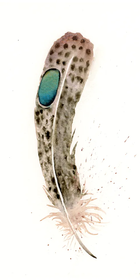 Image of a feather watercolor painting by Shayna Larsen, originals & prints available