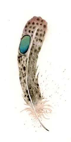 Image of a feather watercolor painting by Shayna Larsen, originals & prints available