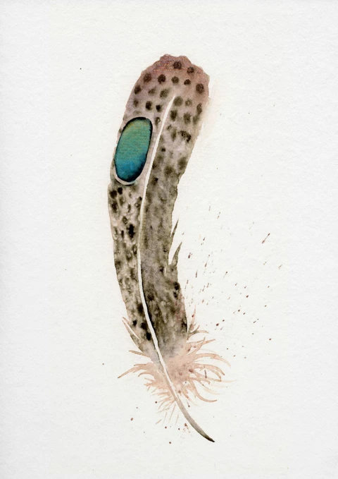 Image of a feather watercolor painting by Shayna Larsen, originals & prints available