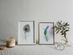 Image of a feather watercolor painting by Shayna Larsen, originals & prints available