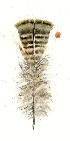 Image of a feather watercolor painting by Shayna Larsen, originals & prints available