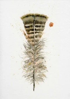Image of a feather watercolor painting by Shayna Larsen, originals & prints available