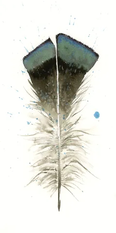 Image of a feather watercolor painting by Shayna Larsen, originals & prints available