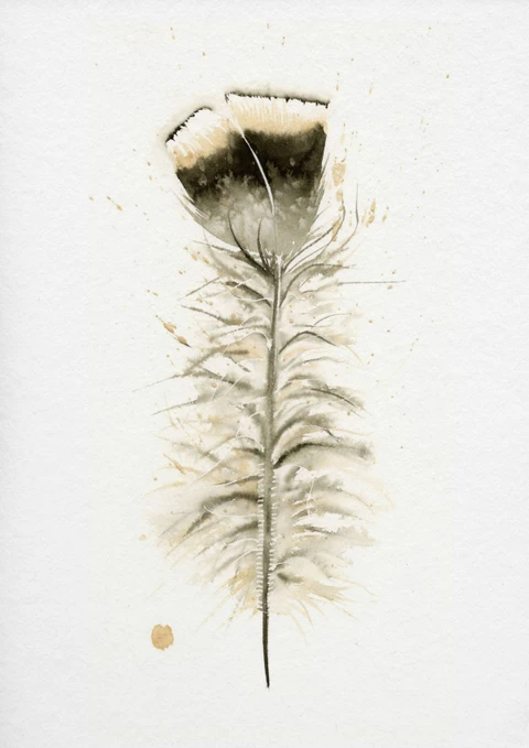 Image of a feather watercolor painting by Shayna Larsen, originals & prints available