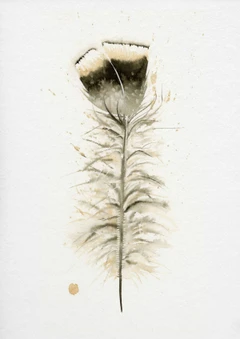 Image of a feather watercolor painting by Shayna Larsen, originals & prints available