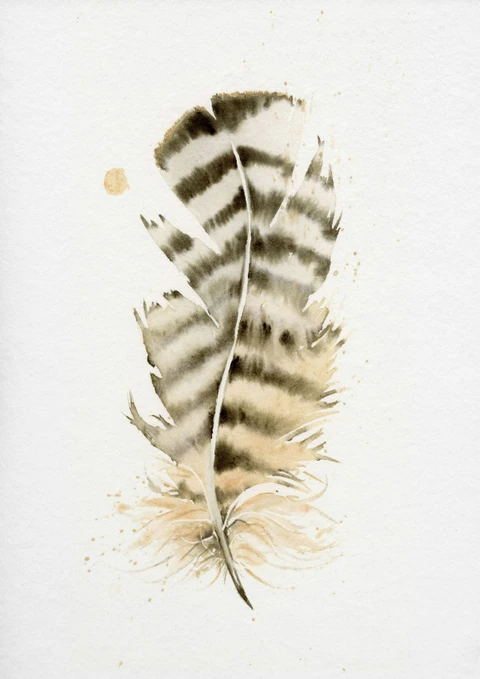 Image of a feather watercolor painting by Shayna Larsen, originals & prints available