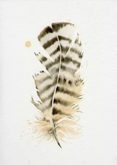 Image of a feather watercolor painting by Shayna Larsen, originals & prints available