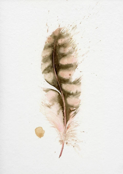 Image of a feather watercolor painting by Shayna Larsen, originals & prints available