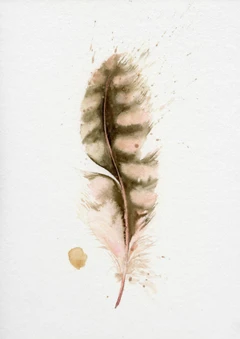 Image of a feather watercolor painting by Shayna Larsen, originals & prints available