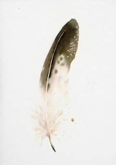 Image of a feather watercolor painting by Shayna Larsen, originals & prints available