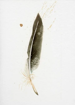 Image of a feather watercolor painting by Shayna Larsen, originals & prints available
