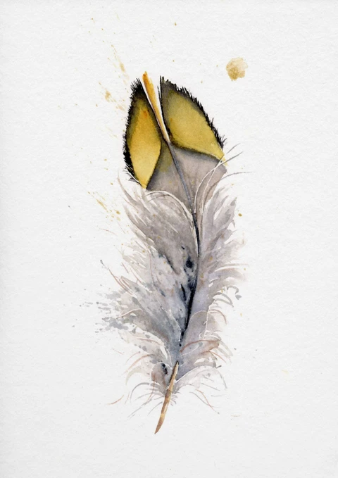 Image of a feather watercolor painting by Shayna Larsen, originals & prints available