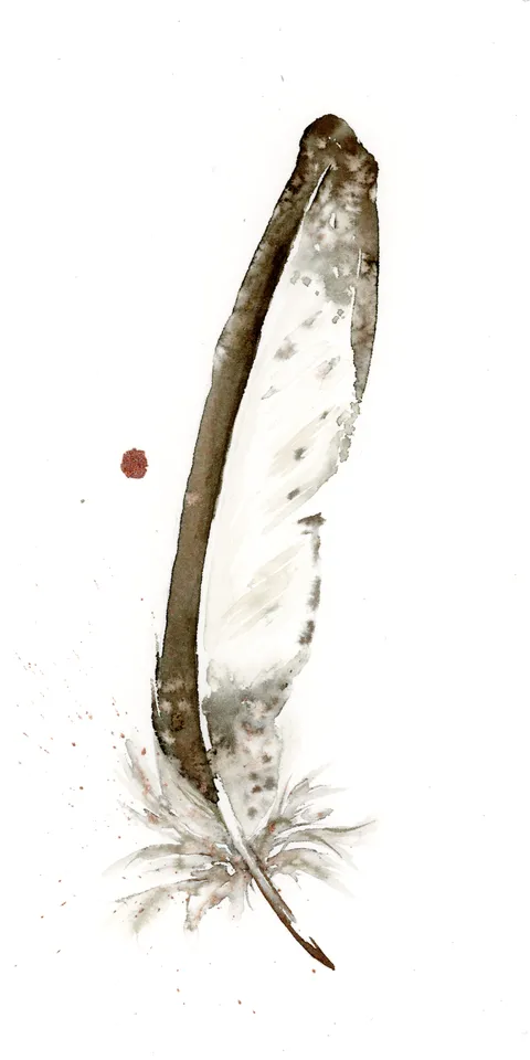 Image of a feather watercolor painting by Shayna Larsen, originals & prints available