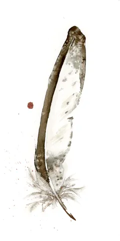 Image of a feather watercolor painting by Shayna Larsen, originals & prints available