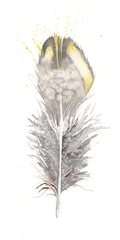 Image of a feather watercolor painting by Shayna Larsen, originals & prints available