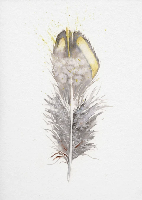 Image of a feather watercolor painting by Shayna Larsen, originals & prints available