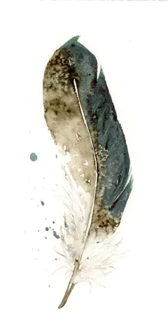 Image of a feather watercolor painting by Shayna Larsen, originals & prints available