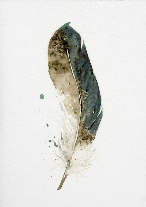Image of a feather watercolor painting by Shayna Larsen, originals & prints available