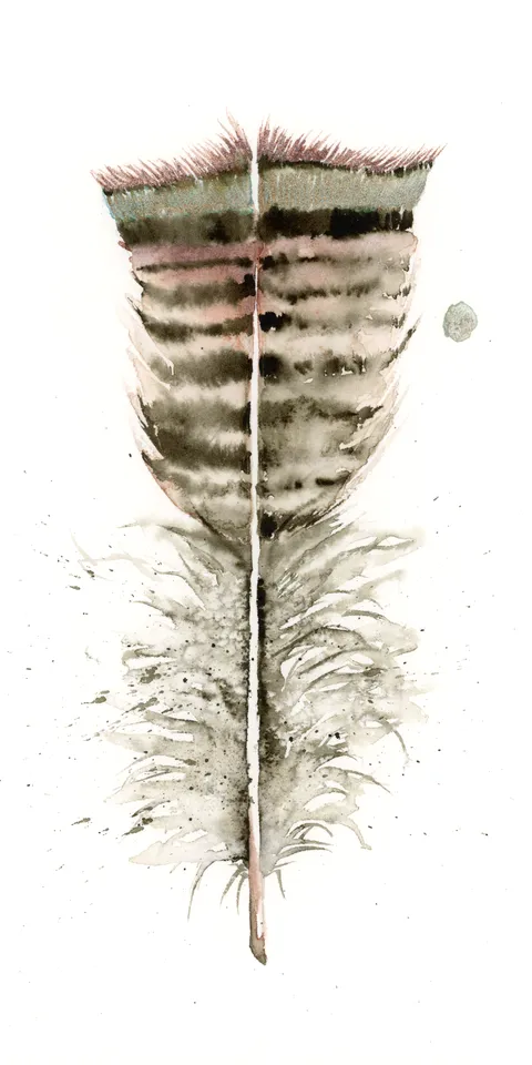 Image of a feather watercolor painting by Shayna Larsen, originals & prints available