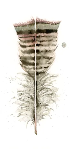 Image of a feather watercolor painting by Shayna Larsen, originals & prints available