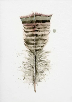 Image of a feather watercolor painting by Shayna Larsen, originals & prints available