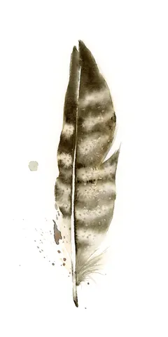 Image of a feather watercolor painting by Shayna Larsen, originals & prints available