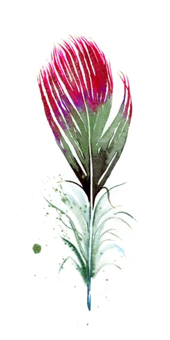 Image of a feather watercolor painting by Shayna Larsen, originals & prints available