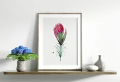 Image of a feather watercolor painting by Shayna Larsen, originals & prints available