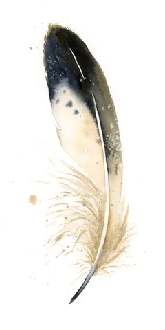 Image of a feather watercolor painting by Shayna Larsen, originals & prints available