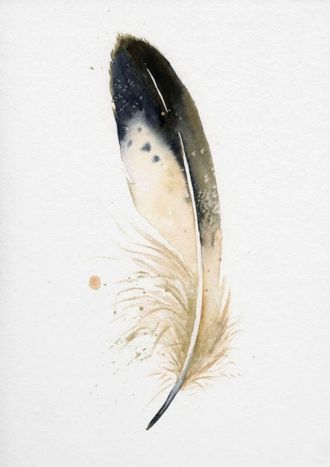 Image of a feather watercolor painting by Shayna Larsen, originals & prints available