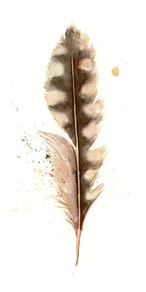 Image of a feather watercolor painting by Shayna Larsen, originals & prints available