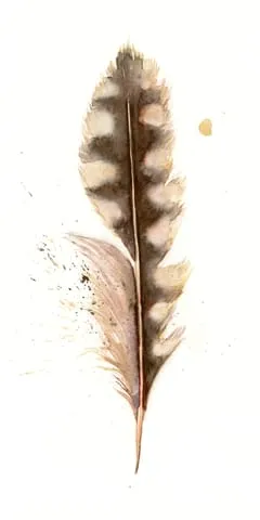 Image of a feather watercolor painting by Shayna Larsen, originals & prints available