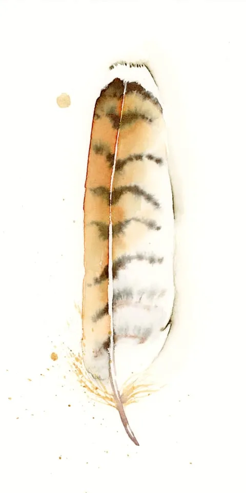 Image of a feather watercolor painting by Shayna Larsen, originals & prints available