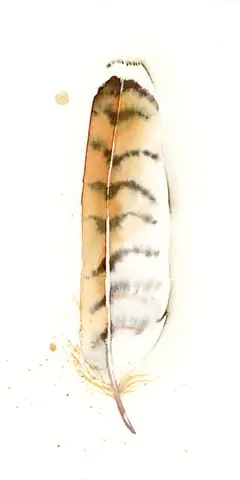 Image of a feather watercolor painting by Shayna Larsen, originals & prints available