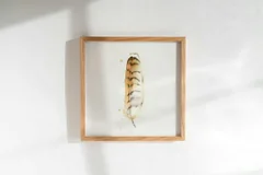 Image of a feather watercolor painting by Shayna Larsen, originals & prints available