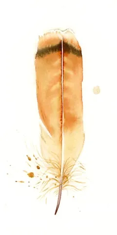 Image of a feather watercolor painting by Shayna Larsen, originals & prints available