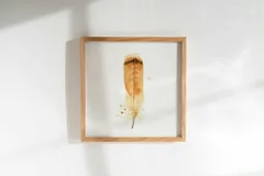 Image of a feather watercolor painting by Shayna Larsen, originals & prints available