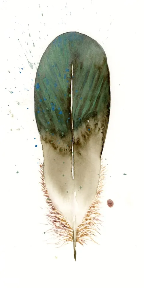 Image of a feather watercolor painting by Shayna Larsen, originals & prints available