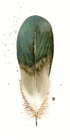 Image of a feather watercolor painting by Shayna Larsen, originals & prints available