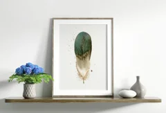 Image of a feather watercolor painting by Shayna Larsen, originals & prints available