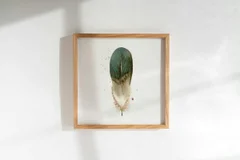 Image of a feather watercolor painting by Shayna Larsen, originals & prints available