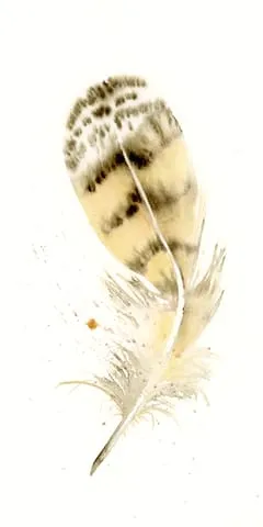 Image of a feather watercolor painting by Shayna Larsen, originals & prints available