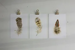 Image of a feather watercolor painting by Shayna Larsen, originals & prints available