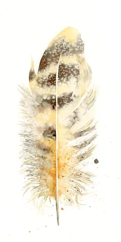 Image of a feather watercolor painting by Shayna Larsen, originals & prints available