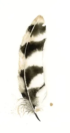 Image of a feather watercolor painting by Shayna Larsen, originals & prints available