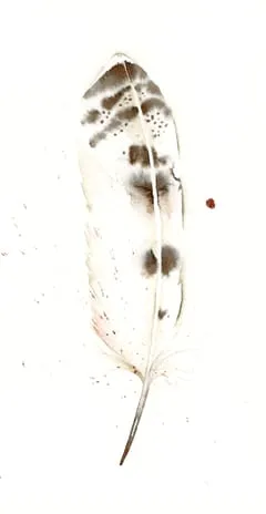 Image of a feather watercolor painting by Shayna Larsen, originals & prints available