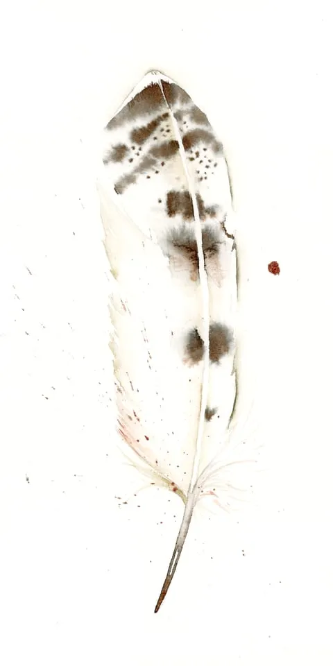 Image of a feather watercolor painting by Shayna Larsen, originals & prints available