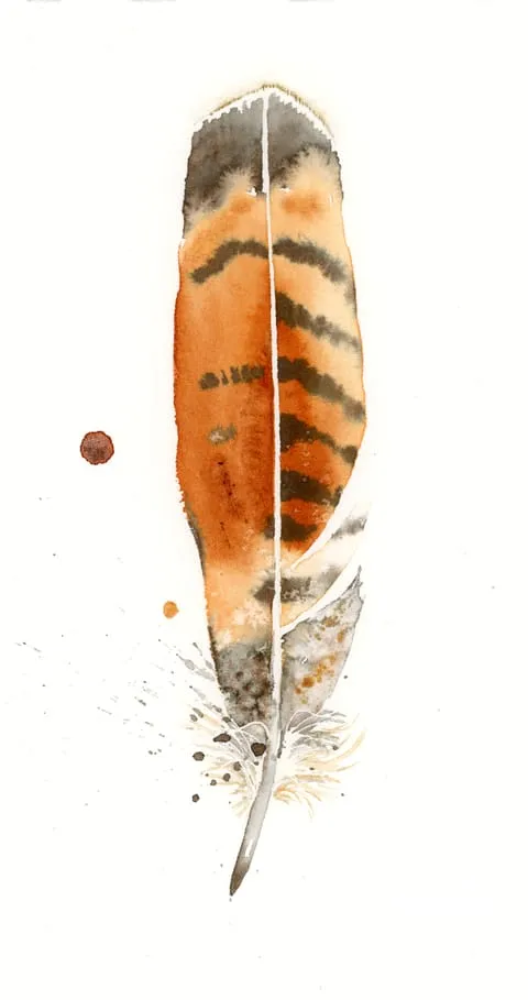 Image of a feather watercolor painting by Shayna Larsen, originals & prints available