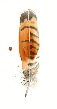 Image of a feather watercolor painting by Shayna Larsen, originals & prints available